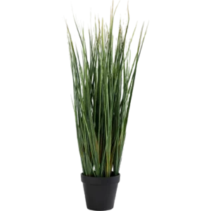 Lemon Grass Plant