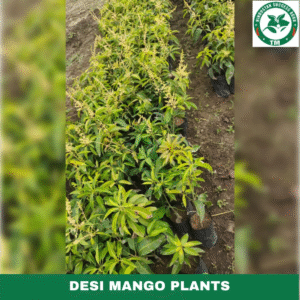 Mango Plants