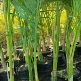 Ex-agar Plants ( Bottal Bala)