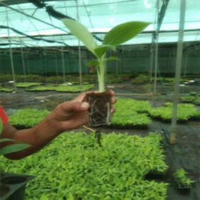 G9 Banana Tissue Culture