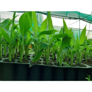 Second Handing (Beg Me Ya 40 Cavity) Tray Me