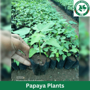 Papaya Plants ,Taiwan 786 Red Lady 2