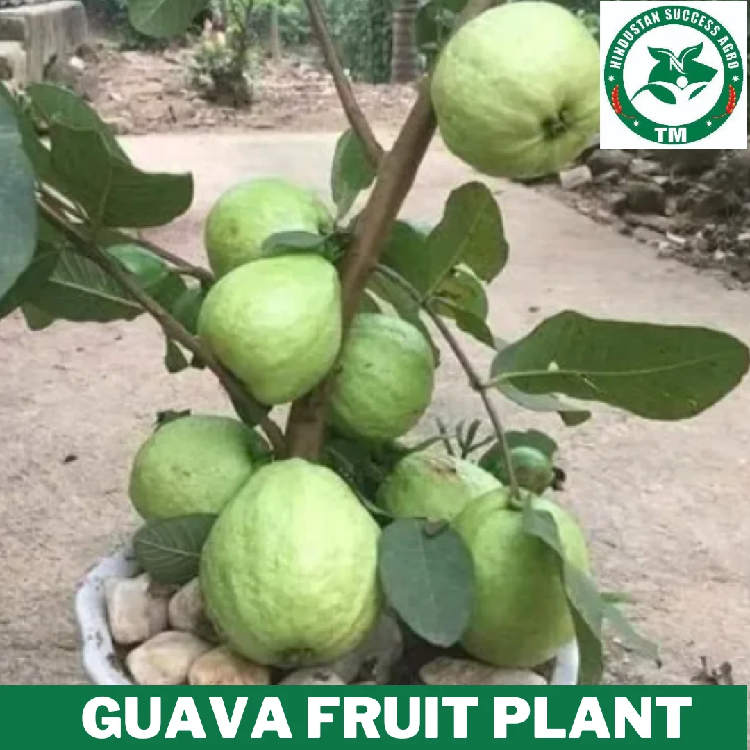1724414363Guava Fruit Plant 15