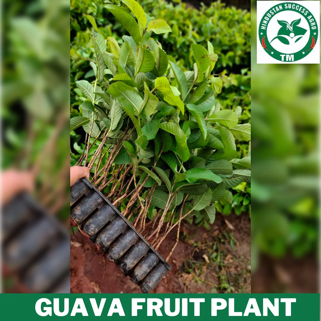 1724414791Guava Fruit Plant (12)