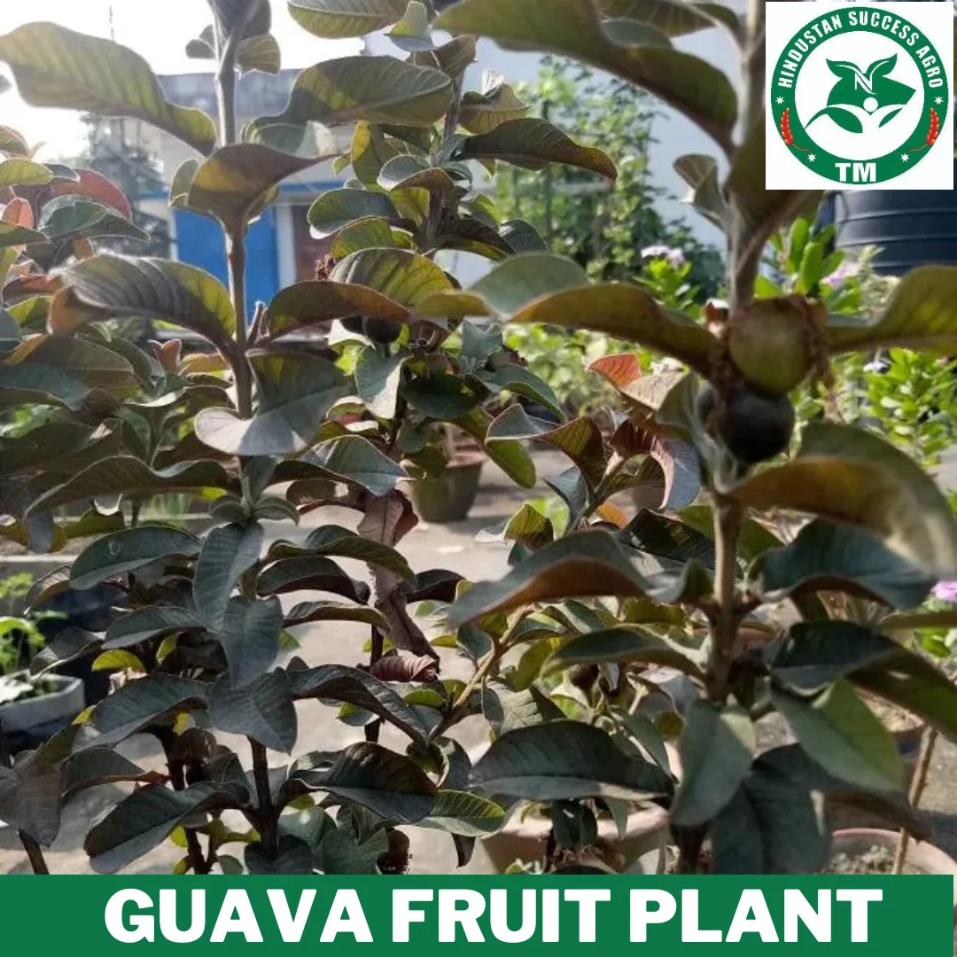 1724414972Guava Fruit Plant 15 (3)