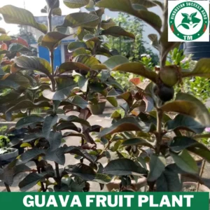 1724414972Guava Fruit Plant 15 (3)