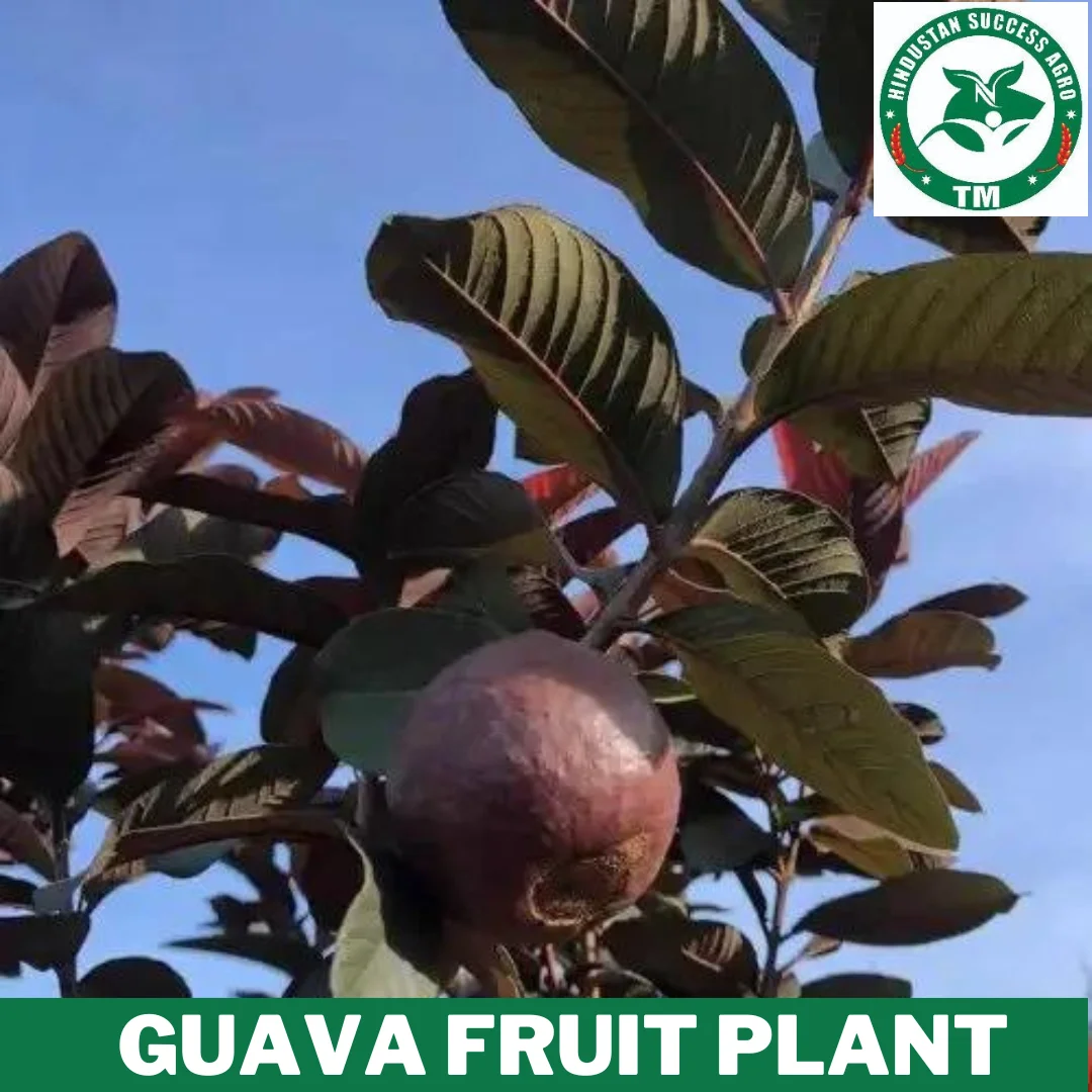 1724415810Guava Fruit Plant 15 (4)