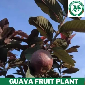 1724415810Guava Fruit Plant 15 (4)