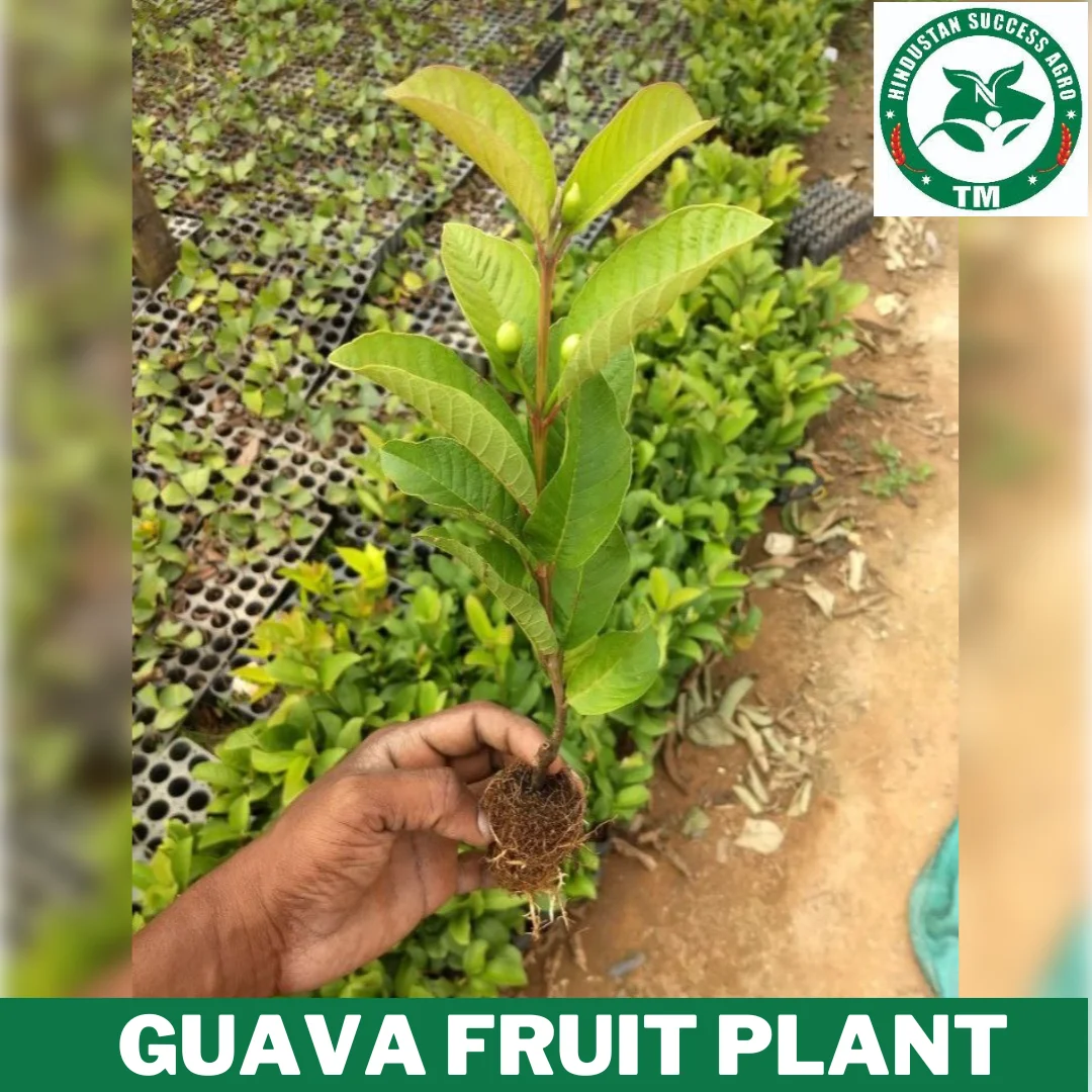 1724491042Guava Fruit Plant (7)