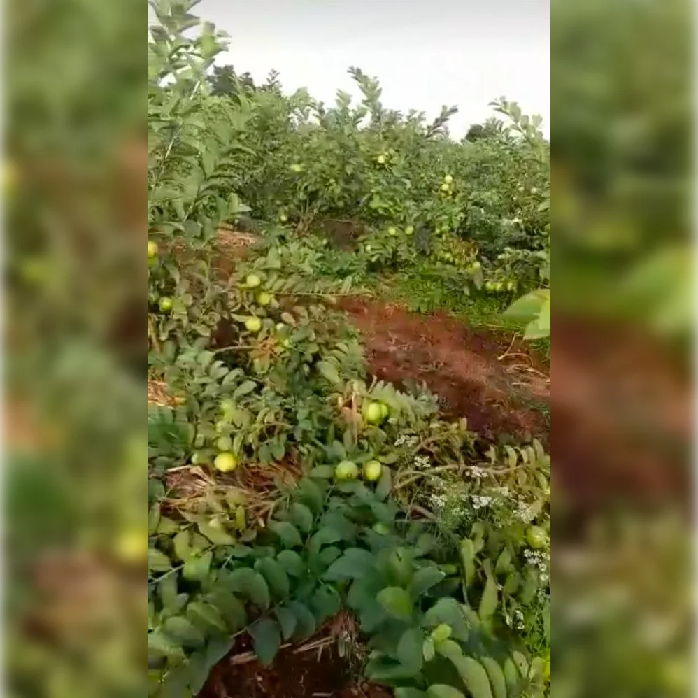 1724491263Image_Editor (2)