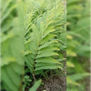 1724491711Image_Editor (25)