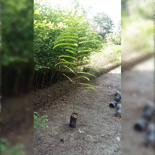 1724494561Untitled-3