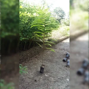 1724494561Untitled-3