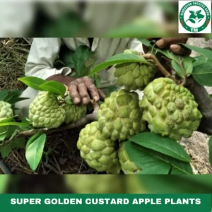 1724494890Super Golden Custard Apple Plants (9)