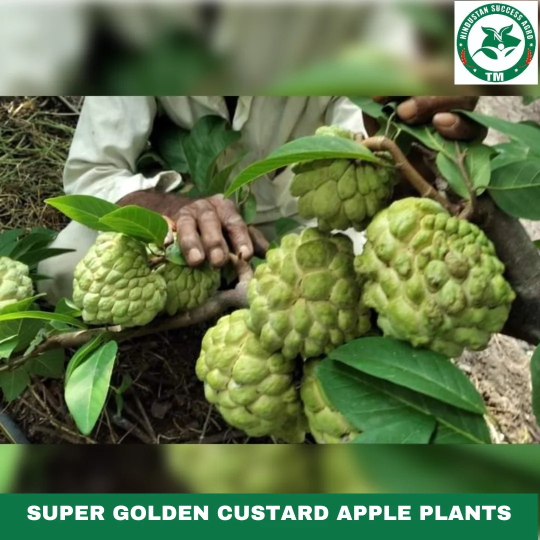 1724494890Super Golden Custard Apple Plants (9)