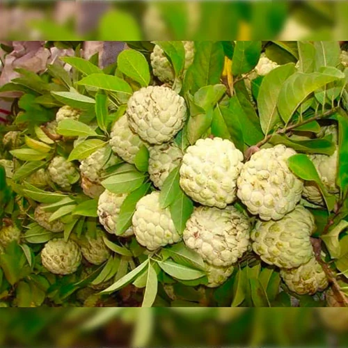 1724495233Untitled-3