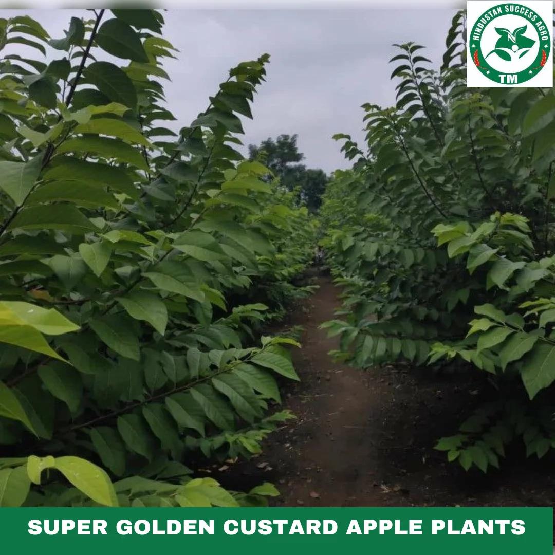 1724495463Super Golden Custard Apple Plants (8)