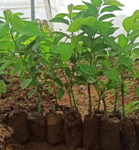 1724495679753c38d8-f534-4fa3-942d-ba6bba55bf8d