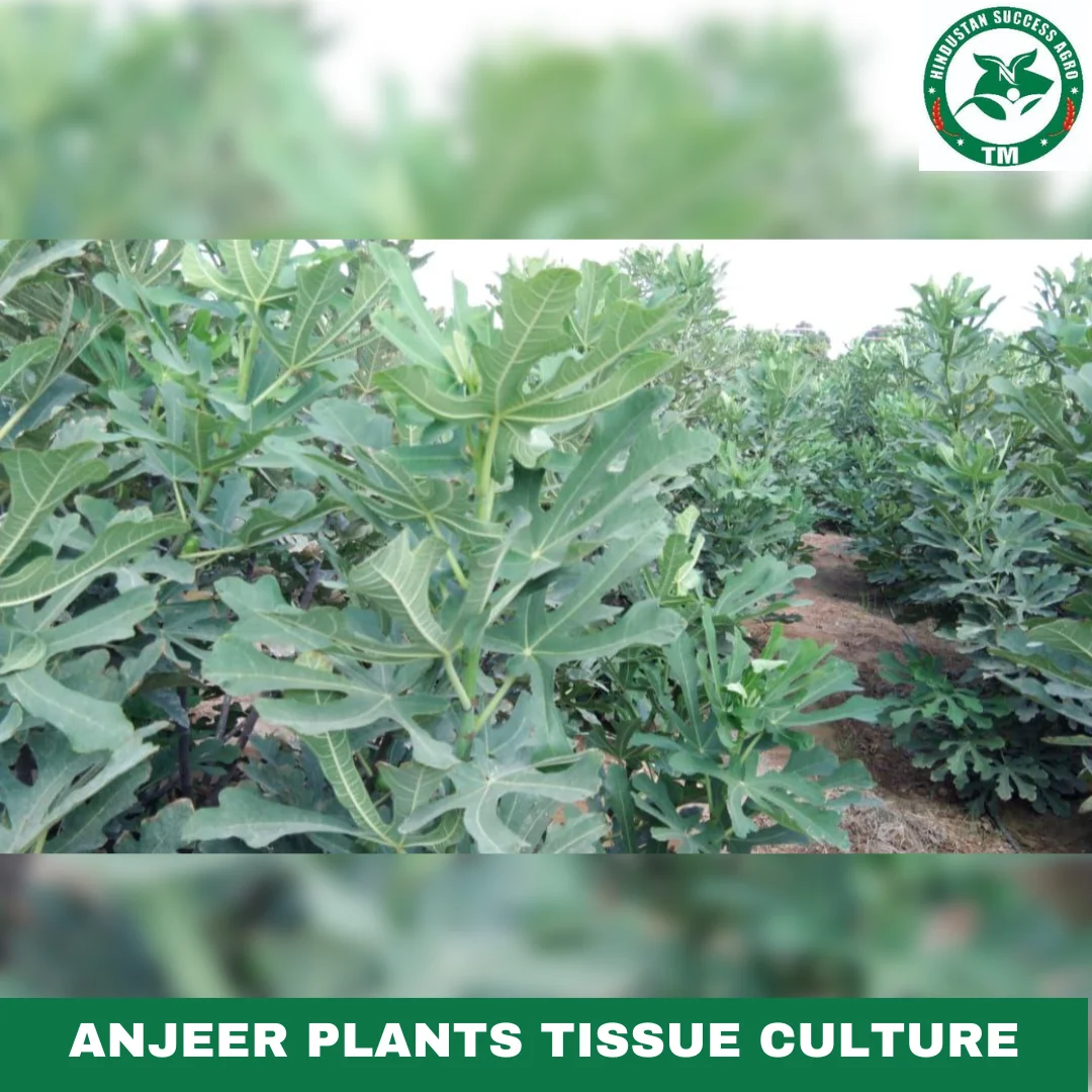 1724496542Anjeer Plants Tissue Culture (6)
