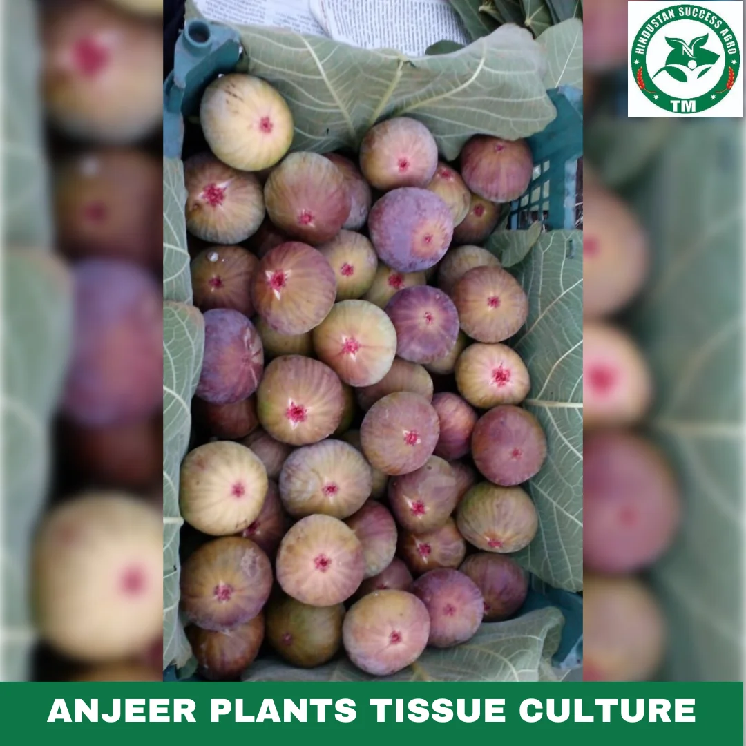 1724496869Anjeer Plants Tissue Culture (1)