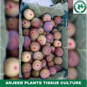 1724496869Anjeer Plants Tissue Culture (1)