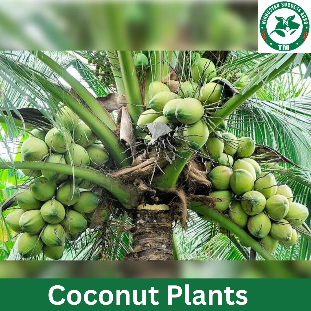 1724497363Coconut Plants (3)