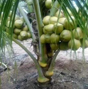 1724498626Coconut Fruits Video (3)