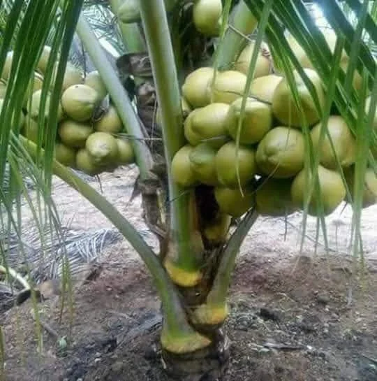 1724498626Coconut Fruits Video (3)