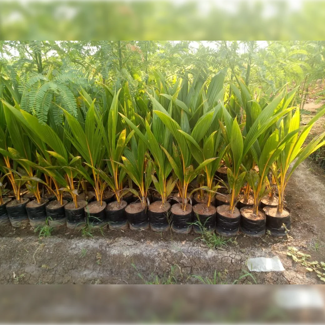 1724498787Image_Editor (17)