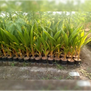 1724498787Image_Editor (17)