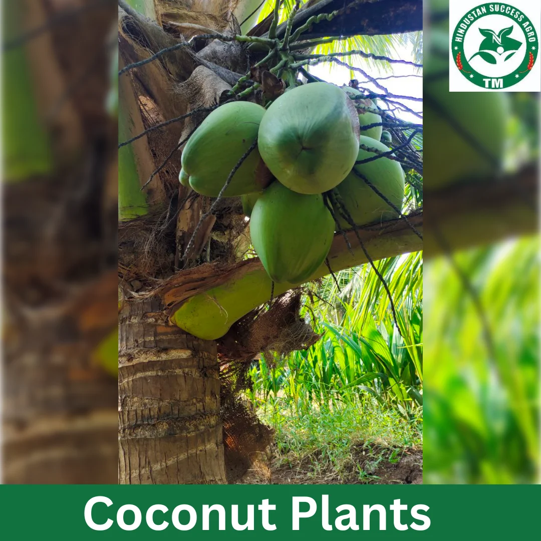 1724649696Coconut Plants