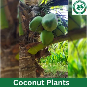 1724649696Coconut Plants