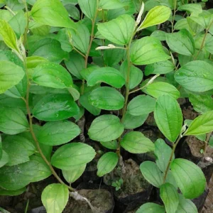 1724651467Untitled-1