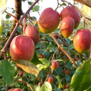 1724651865Untitled-1