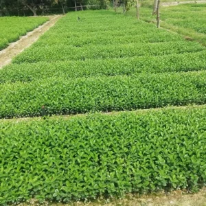 1724652118Untitled-1