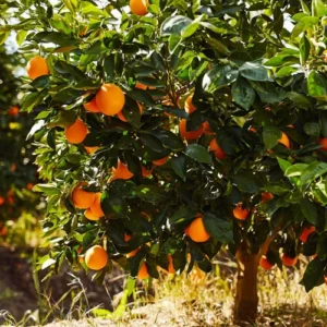 1724652630Untitled-1