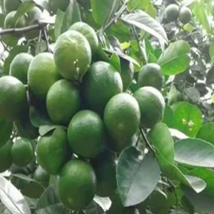 1724653128Untitled-1