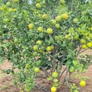 1724653996Untitled-1