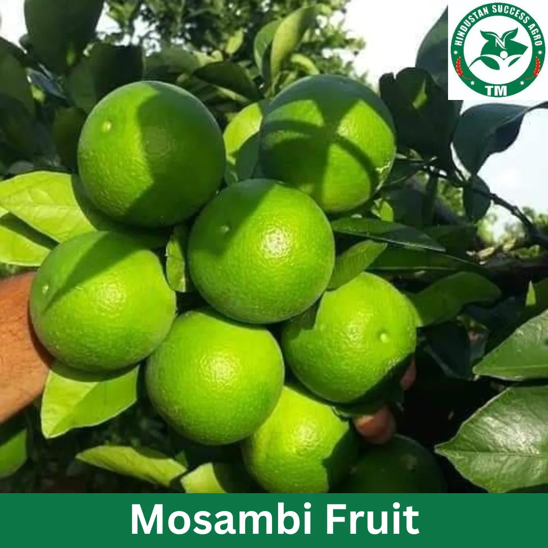 1724654168Mosambi Fruit (3)