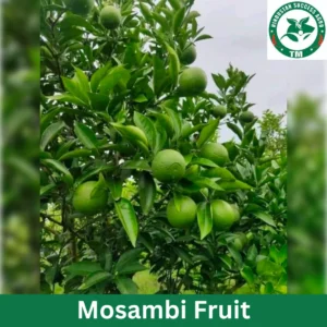 1724654329Mosambi Fruit (5)
