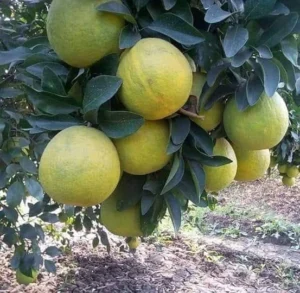 1724654597photo_2023-04-06_02-07-33 (2)