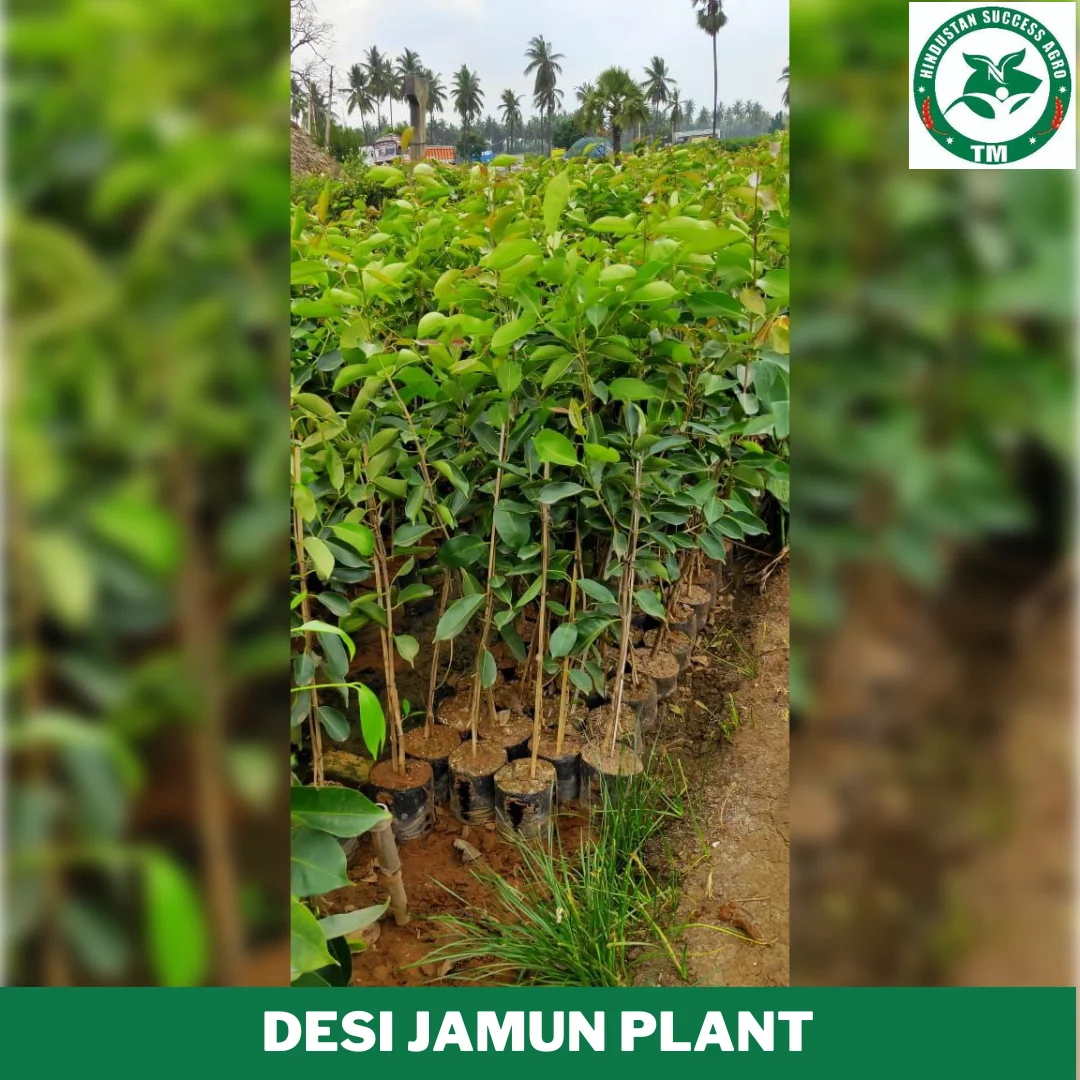 1724654764Desi Jamun Plant (4)