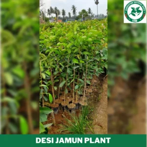1724654764Desi Jamun Plant (4)