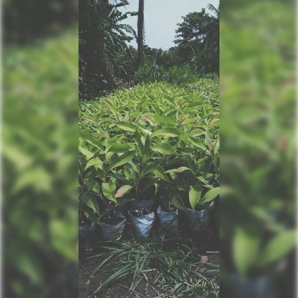 1724654925Image_Editor (39)