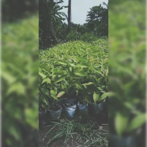 1724654925Image_Editor (39)