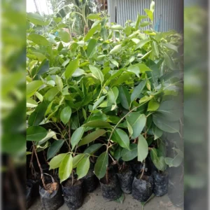 1724655149Image_Editor (45)