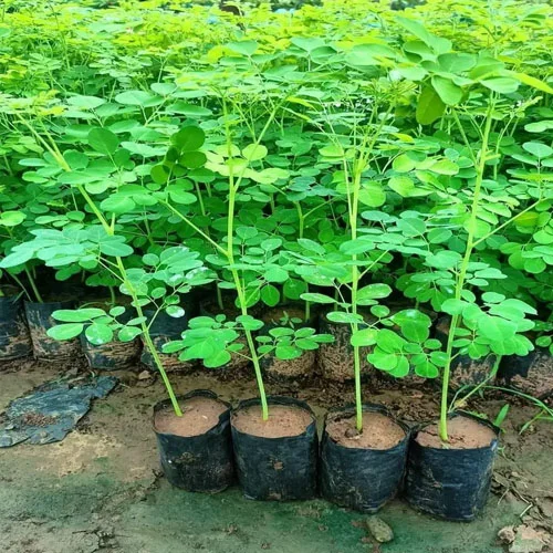 1724655428Untitled-1