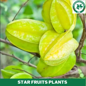 1724656479Star Fruits Plants