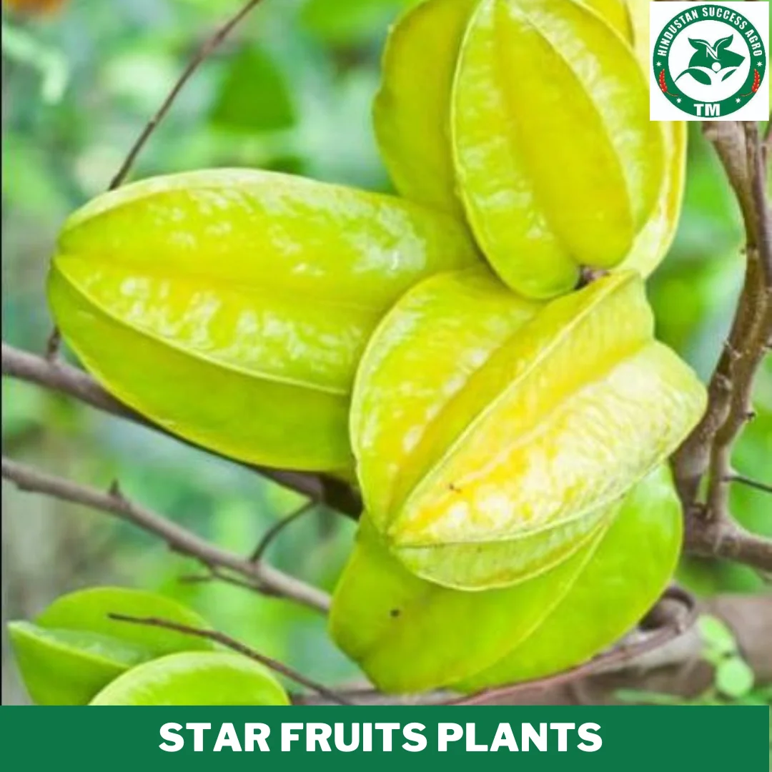 1724656479Star Fruits Plants