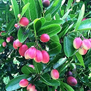 1724656933Untitled-1